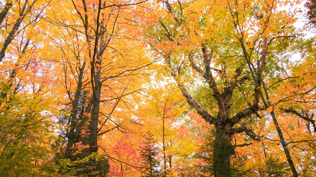 Summerlike weekend on tap in Twin Cities; fall returns early next week — WCCO / CBS Minnesota, Crystal Community news