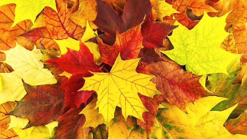 Cooler, quieter fall weather returns Tuesday in the Twin Cities — WCCO / CBS Minnesota, Crystal Community news