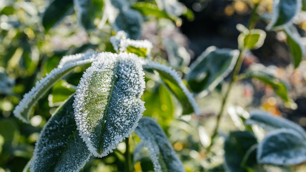 The first frost of the season is expected Saturday. Here's how to prepare your garden — WCCO / CBS Minnesota, Crystal Sports news
