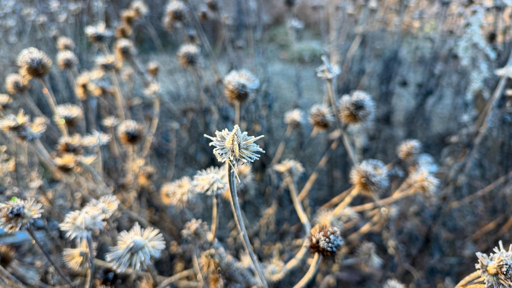 Breezy winds bring cool air to Minnesota, with first frost possible in the metro Friday night — WCCO / CBS Minnesota, Crystal Sports news