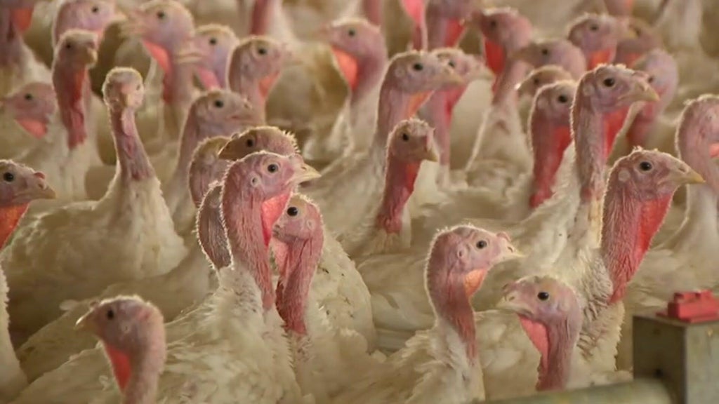 Bird flu confirmed in Barron County, Wisconsin, commercial poultry flock — WCCO / CBS Minnesota, Crystal Real Estate news