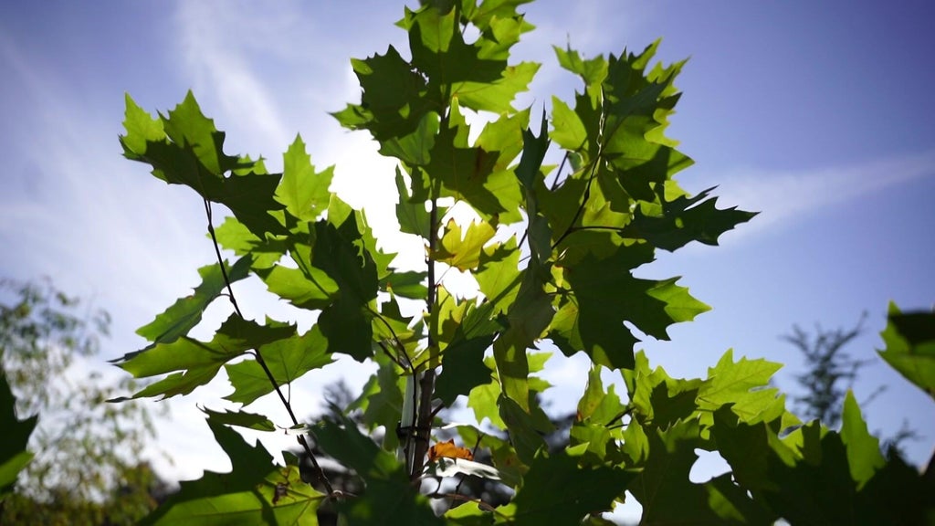 St. Paul city employees help plant trees at church in Rondo neighborhood — WCCO / CBS Minnesota, Crystal Real Estate news