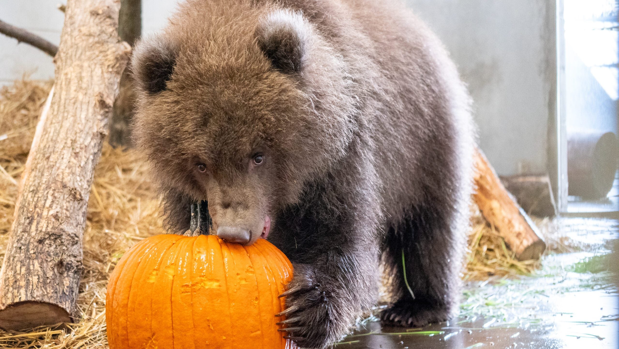 Minnesota Zoo welcomes 3 orphaned brown bear cubs rescued from Alaska — Crystal Health news
