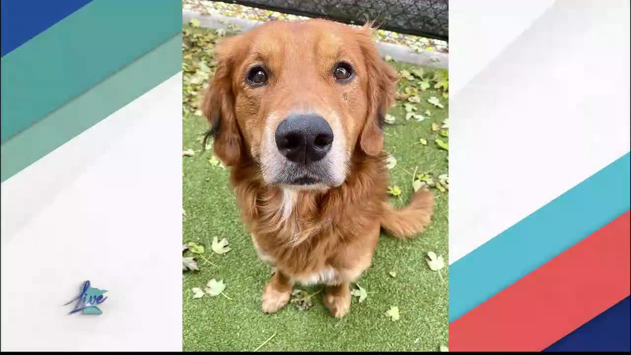 Adopt a Dog Month: Golden Retrievers — KSTP 5, Crystal Community news