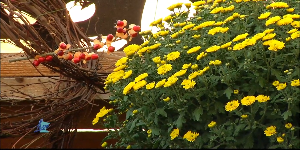Fall Décor with Bachman’s — KSTP 5