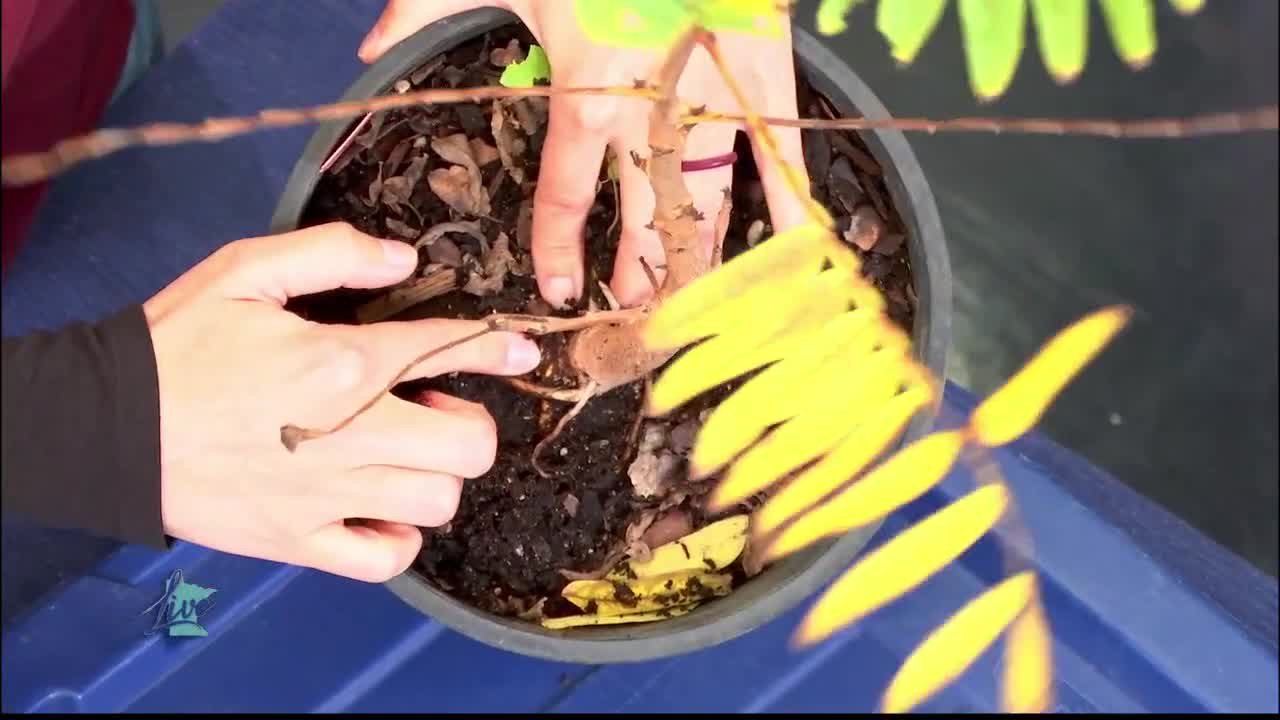 Tips for Planting Trees — KSTP 5, Crystal Community news