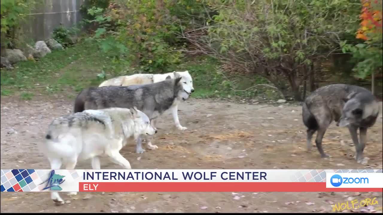 International Wolf Center — KSTP 5, Crystal Community news