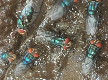 Odor complaints target Mexico’s screwworm fly facility — KFGO, Crystal Schools news