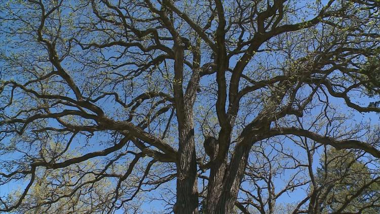 How to keep your oak trees healthy — KARE 11 Local, Crystal Health news