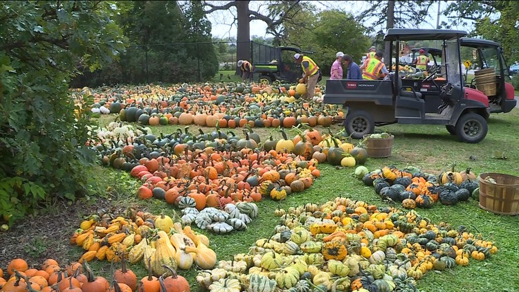 Pumpkin 101: Best to cook, carve & display — KARE 11 Local, Crystal Community news