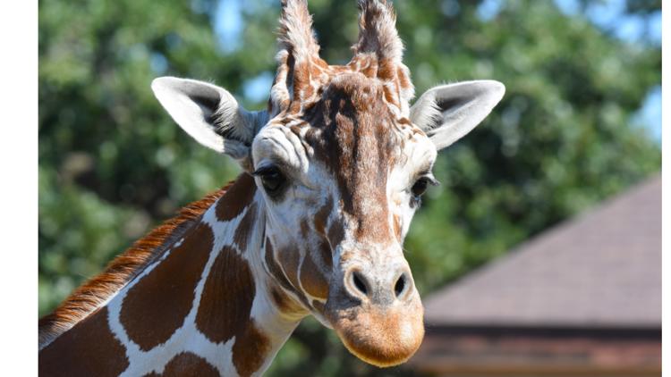 Como Zoo mourns loss of beloved giraffe, 'Skeeter' — Crystal Community news