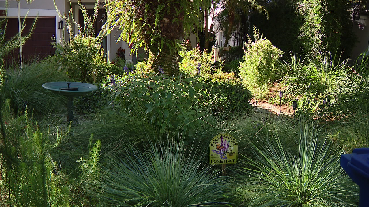 Florida city offers homeowners up to $3,000 to ditch thirsty grass — a move that slashes their water bills — FOX 9, Crystal Community news