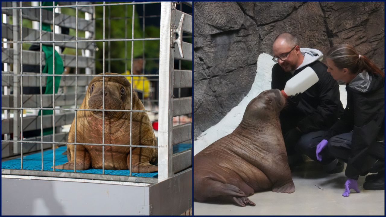 Orphaned baby walrus in Alaska flown 4,800 miles to new home in Florida — FOX 9, Crystal Community news