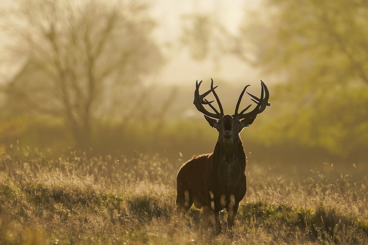 Deer-related crashes spike in the fall. Here's why. — FOX 9, Crystal Sports news