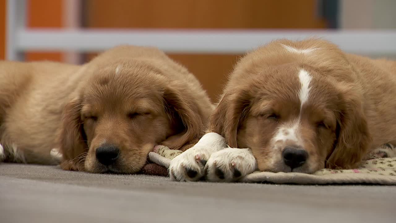 36 dogs rescued from unlicensed breeder in Cass County — Crystal Community news
